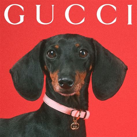 nieuwe assortiment gucci pet|gucci pet collection.